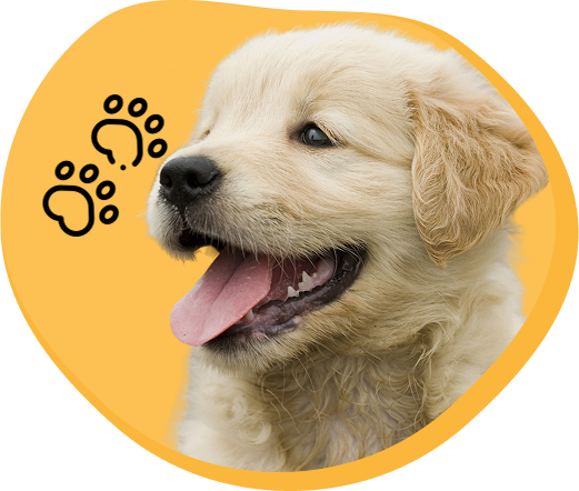Smiling Golden Retriever